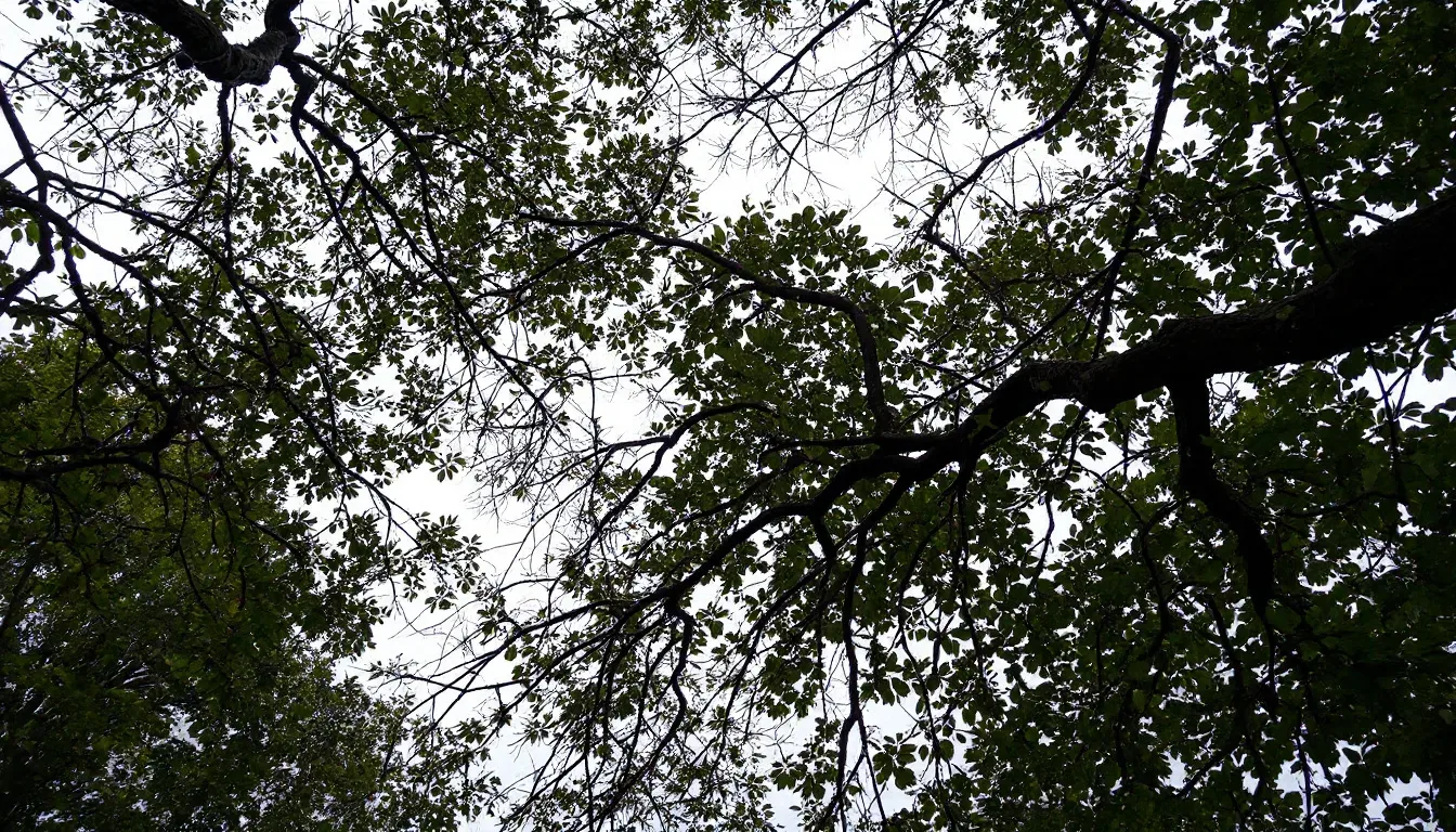 Flowering Tree Trimming in Rochester